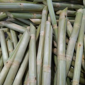 Segmentos de caña de azúcar congeladas frescas de Vietnam Fuente dulce natural pura para bebidas Cócteles y postres Exportación a granel - Product Image 1