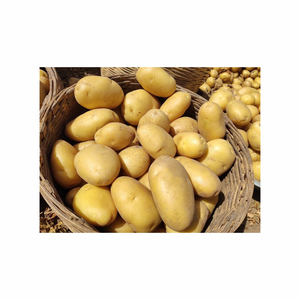 Batata caliente de la venta/ñame púrpura-Venta al por mayor batata fresca/congelada/almidón de alta calidad en venta - Product Image 4