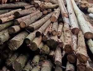 Produits en bois de haute qualité du Vietnam - Product Image 3