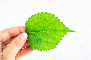 POLVO DE HOJA DE RAMIO VERDE FINO, INGREDIENTE NATURAL PARA BEBIDAS Y REPUESTOS DE PANADERÍA - Product Image 4