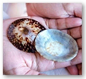 เปลือกหอยและผลิตภัณฑ์เปลือกทะเลของเวียดนามสำหรับการใช้งานที่สร้างสรรค์ - Product Image 1