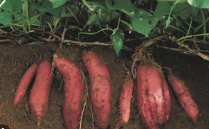 Patates douces fraîches violettes du Vietnam de haute qualité à des prix compétitifs - Product Image 4