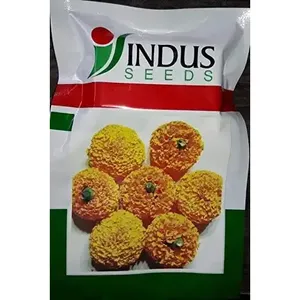 Graines d'Indus Marigold Pushparaj Orange Genda Fool avec feuilles vert foncé pour serres agricoles - Product Image 1