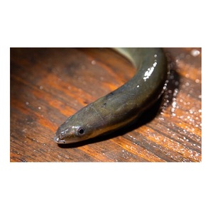 Filete de Anguila Congelada de Alta Calidad, Filete de Pescado Entero Fresco Congelado, Fabricante Mayorista y Proveedor de Alemania - Product Image 2