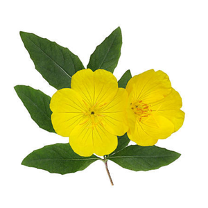 Huile de Nourrissement à l'Onagre Pressée à Froid Kanha Pure Essential Oil, Riche en GLA pour l'Aromathérapie, le Massage et les Soins de la Peau - Product Image 2