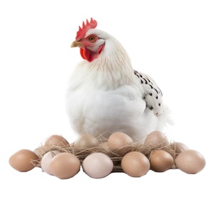 Trứng gà thụ tinh/Cobb 500 Gà Thịt trứng/Cobb tươi 700 trứng màu mỡ - Product Image 1