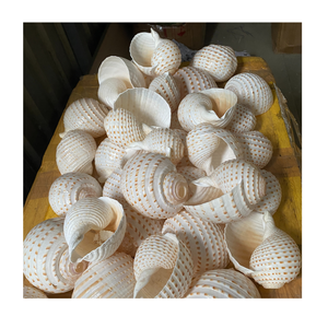 Coquille turbo géante Coquillage de mer naturel pour la décoration intérieure de la fête de mariage Coastal Collectible Beach House Piece - Product Image 1
