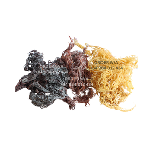 มอสทะเลป่าบริสุทธิ์: มอสทะเลไอริชสีทองมอสทะเลไอริชสีทอง - Product Image 6