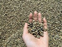Café Vert Robusta PHALCO de Haute Qualité Grade 1 Tamis 16/18 Vietnam Meilleur Prix Prêt à l'Exportation en Sac de Jute