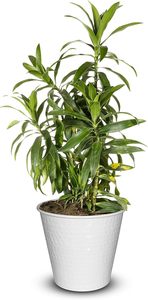 Maceta de jardín de metal Durable Exterior Interior perfecto para patios balcones o salas de estar - Product Image 3