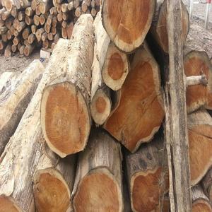 Buy Premium Quality Radiata Pine <b>Logs</b> Online at Wholesale Rates with Quick Fast Delivery - Product Image 1