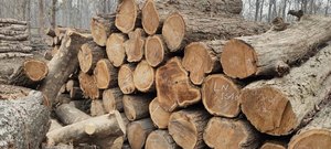 Différentes tailles de pieux en bois d'eucalyptus utilisés dans les fournitures de construction et de jardin - Product Image 4