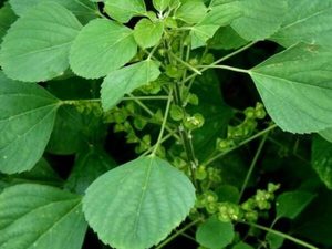 Polvo de hoja de borraja DE LA India salvaje, grado orgánico 1, solvente extraído para alimentos saludables y suplementos herbales envasados en una bolsa - Product Image 3