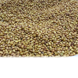 Berseem Clover | Cultivo fresco para ensilaje y uso de forraje - Product Image 1