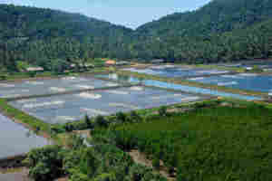 Bioclean Aqua Plus Premium Probióticos para Vannamei Shrimp Mejor Suplemento de Alimentación Animal - Product Image 3