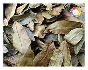 Feuilles de corossol du Vietnam Feuilles de thé Graviola séchées naturellement avec un traitement propre Idéal pour l'exportation en vrac et les ventes au détail - Product Image 4