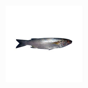 Approvisionnement en gros de mulets gris congelés, prix de gros bas, poisson frais et de qualité supérieure - Product Image 6