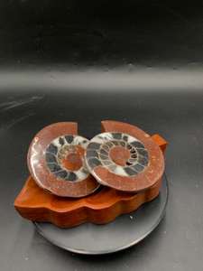 Paire d'Ammonites du Timor, pierres décoratives semi-polies, ensemble d'Ammonites naturelles assorties pour l'exposition, les collectionneurs et la vente en gros - Product Image 6