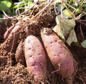 Patatas dulces púrpuras de Vietnam Estilo fresco Mejor precio para la exportación - Product Image 6