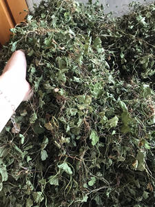 CHAUDE 2024 EXPORTATIONS DU VIETNAM FEUILLES D'AROTE À PENNIÈRE SÉCHÉES/FEUILLES DE CENTELLA ASIATICA POUR SOUTENIR LA SANTÉ ET FOURNIR LA NUTRITION DU CORPS - Product Image 3