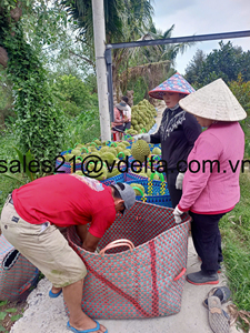 High Quality Frozen Durian Monthong Ri6 - Natural Sweet Taste, Clean Processed, <b>Ready</b>-<b>to</b>-<b>Eat</b>, Bulk Supply/ Ms. Lima - Product Image 3