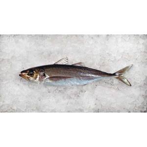 Prise de maquereau congelé à haute teneur en protéines, fraîchement congelé et emballé pour les acheteurs en gros - Product Image 6