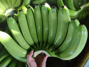 Vietnamese Good Quality Fresh Cavendish <b>Banana</b> <b>Sweet</b> Cavendish <b>Banana</b> Green Premium Quality Cavendish <b>Banana</b> for Export - Product Image 2