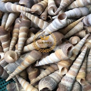 Coquillages naturels colorés assortis collection de coquillages décor thème plage - Product Image 1