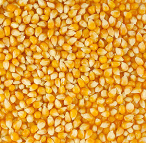 Maïs jaune rouge séché à un prix abordable Maïs en grains sans OGM pour l'alimentation des volailles Maïs jaune séché pour l'alimentation des animaux - Product Image 3