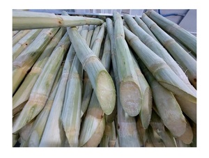 PALILLO DE CAÑA NATURAL DE VIETNAM/PALO DE CAÑA DE AZÚCAR DE ALTA CALIDAD/CAÑA DE AZÚCAR CONGELADA VENDO 2024 CON EL MEJOR PRECIO - Product Image 6
