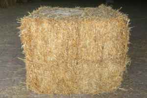 Foin de paille de blé alimentation animale naturelle pour bétail cheval bétail fourrage durable à haute fibre qualité d'exportation petites grosses balles - Product Image 2