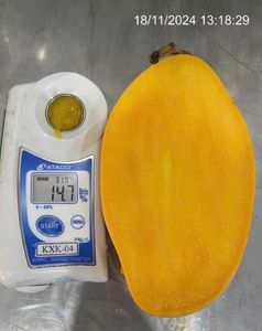 Mango congelado al por mayor para zumos y batidos - Product Image 5