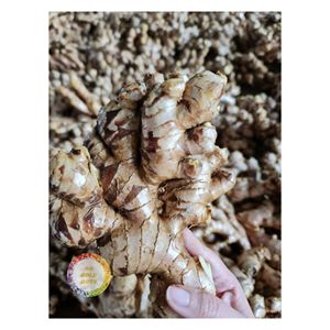Gran oferta, jengibre fresco vietnamita, raíces limpias, grado de exportación, sabor fuerte y larga vida útil para el mercado global - Product Image 2