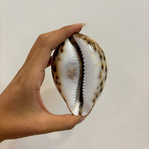 Matériau marin naturel coquillage du Vietnam pour la décoration intérieure artisanat fabrication de bijoux et Souvenirs côtiers - Product Image 5