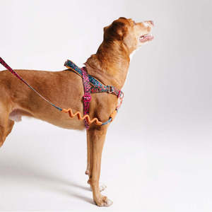Arneses de Lujo para Perros Norwegian Softer-Walk, Colección Farm Rio Selva, Tallas Pequeña, Mediana y Grande, Arnés de Poliéster Moderno para Pasear Perros - Product Image 4