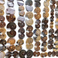 2024 sculpté à la main naturel Ammonite cristal conque escargot fossiles spécimen minéral pour la fabrication de bijoux pierres précieuses en vrac