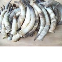 Vente en gros de cornes de vache brutes personnalisées à étiquette privée, sac de 25 kg, 25 tonnes, 15 jours, corne de buffle brute jaune
