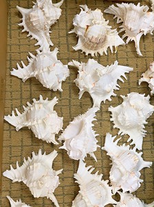 Coupe à vin en coquillage blanc nautique, utilisée pour la décoration de la maison, les fêtes, les événements, les décorations de Noël, les souvenirs, les cadeaux artisanaux - Product Image 4