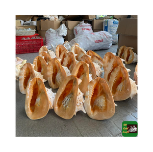Proveedor superior Conchas marinas naturales Decoración de peceras Tutufa Bubo Conch Shell recolectado de la playa costera de Vietnam - Product Image 4