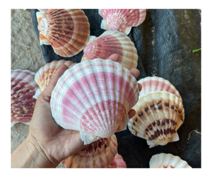 หอยเชลล์เปลือกหอยธรรมชาติสำหรับงานฝีมือแบบทำมือตกแต่งชายหาดตกแต่งงานปาร์ตี้งานแต่งงาน - Product Image 1