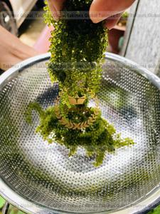 Alga Marina Fresca de Vietnam al por Mayor, Variedad Laver, Alto Estándar de Exportación, Oferta Competitiva - Product Image 2