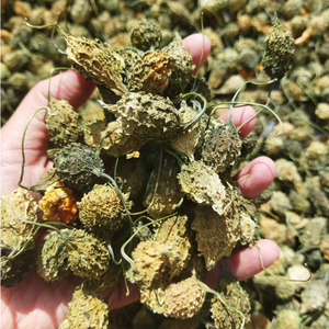 Manzana amarga-Calabaza amarga | Calabaza amarga seca al sol natural orgánica - Product Image 2