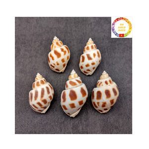 หอยทากเปลือกหอยธรรมชาติจากเวียดนาม - Product Image 2