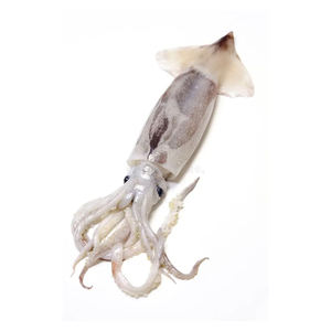 ราคาพิเศษ ปลาหมึกญี่ปุ่นสำหรับการสั่งซื้อจำนวนมาก - Product Image 3