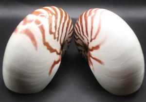 Proveedor de Shell de Vietnam 99 Gold Data ofrece Nautilus Shell para decoración costera boutique y juegos de recuerdos - Product Image 3