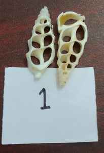 Conchas de mar cauri de corte natural hechas a medida disponibles en varios tamaños adecuados para la reventa ideal para joyería - Product Image 5