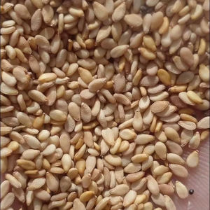 เมล็ดงาทองธรรมชาติจากอียิปต์ ปลอดสารกำจัดศัตรูพืช เกรด 1 สำหรับบริโภค ใช้สกัดน้ำมัน กลุ่มสมุนไพรเกษตรระดับพรีเมียม - Product Image 3