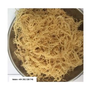 SEED SEE MOSS GOLDEN-Alta calidad Precio razonable SEAMoss de Vietnam - Product Image 1