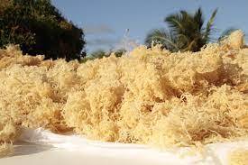 สาหร่ายทะเลแห้งขายดี สาหร่ายทะเลตากแห้งตามธรรมชาติ สำหรับอาหารเพื่อสุขภาพและส่งออก // คุณลิลี่ ง็อก - Product Image 2