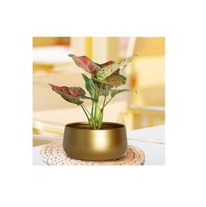 Metal planter stand with Removeable Bucket style pot gold color set of 2 available in wholesale price from top listed exporter - Product Image 2